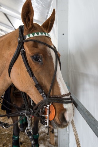 polo-world-cup-on-snow-stmoritz-2016 24365792939 o